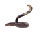 Snake Download PNG