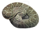 Snake Free PNG Image