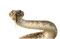 Snake PNG Images