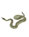 Snake PNG Picture