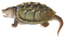 Snapping Turtle PNG Image