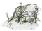 Snow PNG Images