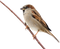 Sparrow Free Download PNG