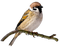 Sparrow Free PNG Image