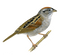 Sparrow PNG Clipart