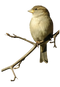 Sparrow PNG Image