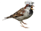 Sparrow PNG Picture