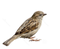 Sparrow PNG