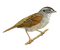 Sparrow Transparent