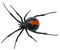 Spider Free Download PNG