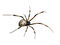 Spider PNG Clipart