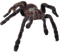 Spider PNG File