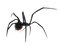 Spider PNG Image