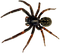 Spider PNG Picture