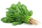 Spinach PNG Download Image