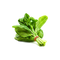 Spinach PNG High Quality Image