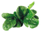 Spinach PNG Image File