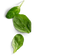 Spinach PNG Image HD