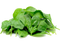 Spinach PNG Images