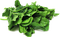 Spinach PNG Transparent HD Photo