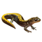 Spotted Salamander PNG Free Download