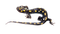 Spotted Salamander PNG Picture