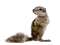 Squirrel Free Download PNG