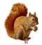 Squirrel PNG Clipart