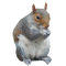 Squirrel PNG