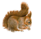 Squirrel Transparent