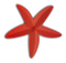 Starfish Free Download PNG