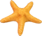 Starfish Free PNG Image