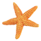 Starfish PNG Clipart