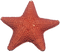 Starfish PNG Image