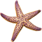 Starfish PNG Picture