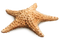 Starfish PNG