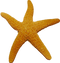 Starfish Transparent