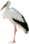 Stork PNG File