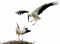 Stork PNG Free Download