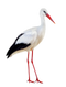 Stork PNG HD Image