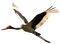 Stork PNG High Quality Image