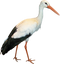 Stork PNG Images