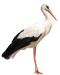 Stork PNG Pic