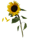 Sunflowers Free Download PNG