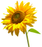 Sunflowers High-Quality PNG