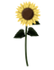 Sunflowers PNG Clipart