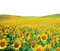 Sunflowers PNG File