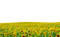 Sunflowers PNG HD