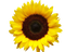 Sunflowers PNG Image