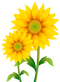 Sunflowers PNG Pic